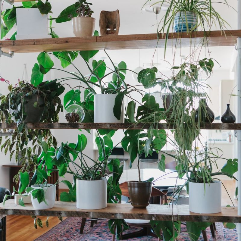 Excessive Plants