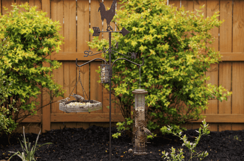 Backyard Bird Sanctuary