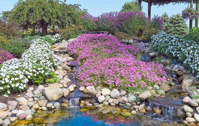 Medicinal Rock Garden