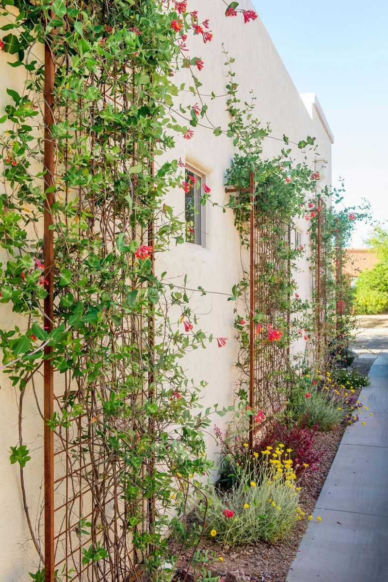 Create Living Walls With Trellises