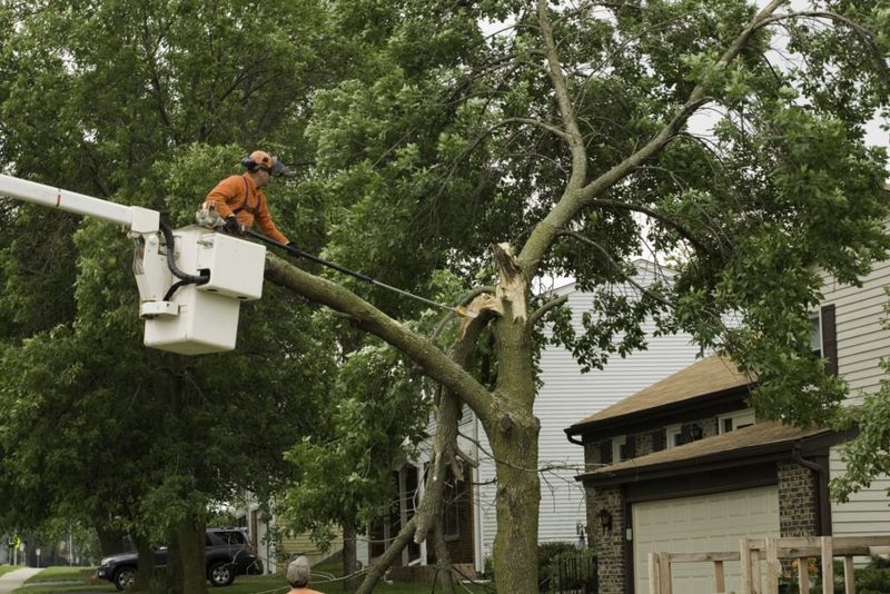 Allowing Trees To Overgrow