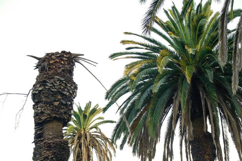 Non-Native Palm Trees
