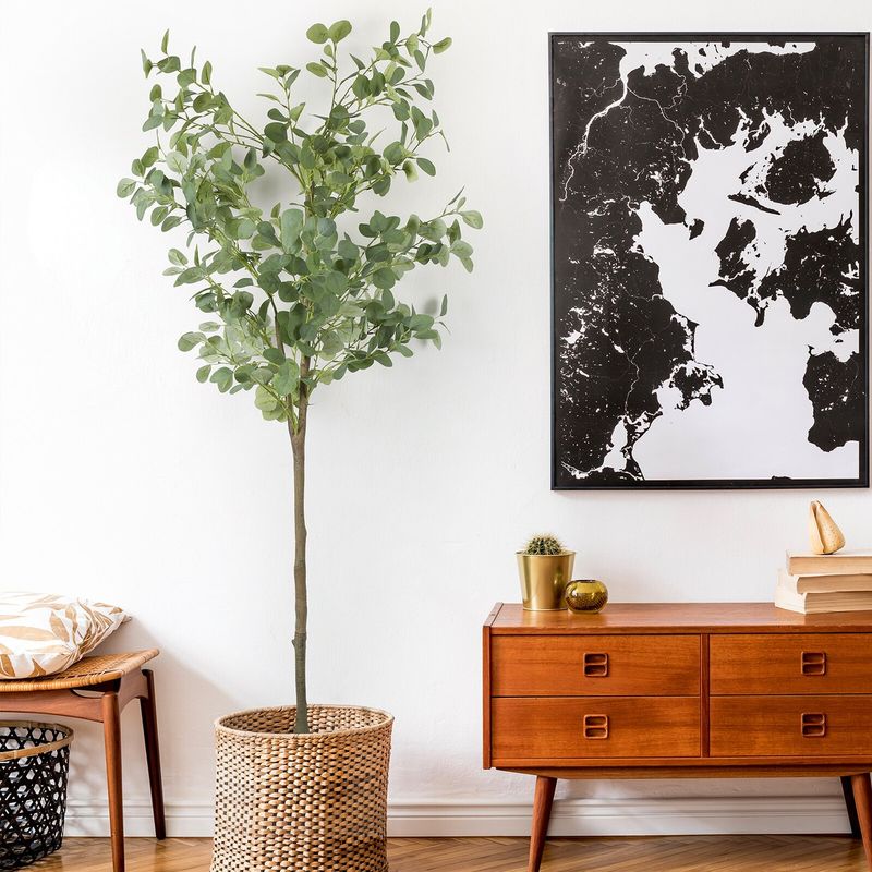 Eucalyptus 