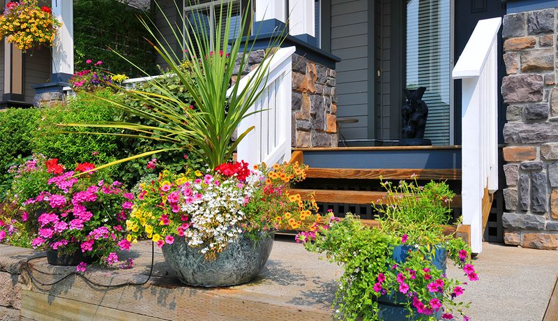 Statement Container Plantings