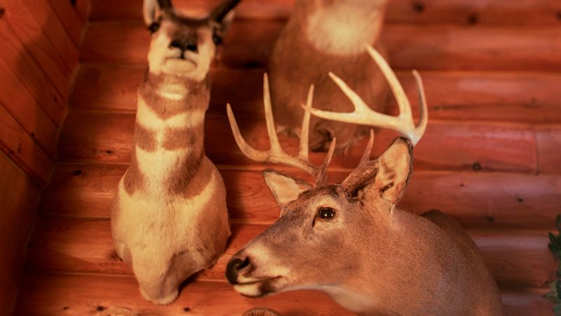 Antique Taxidermy With Original Mounting