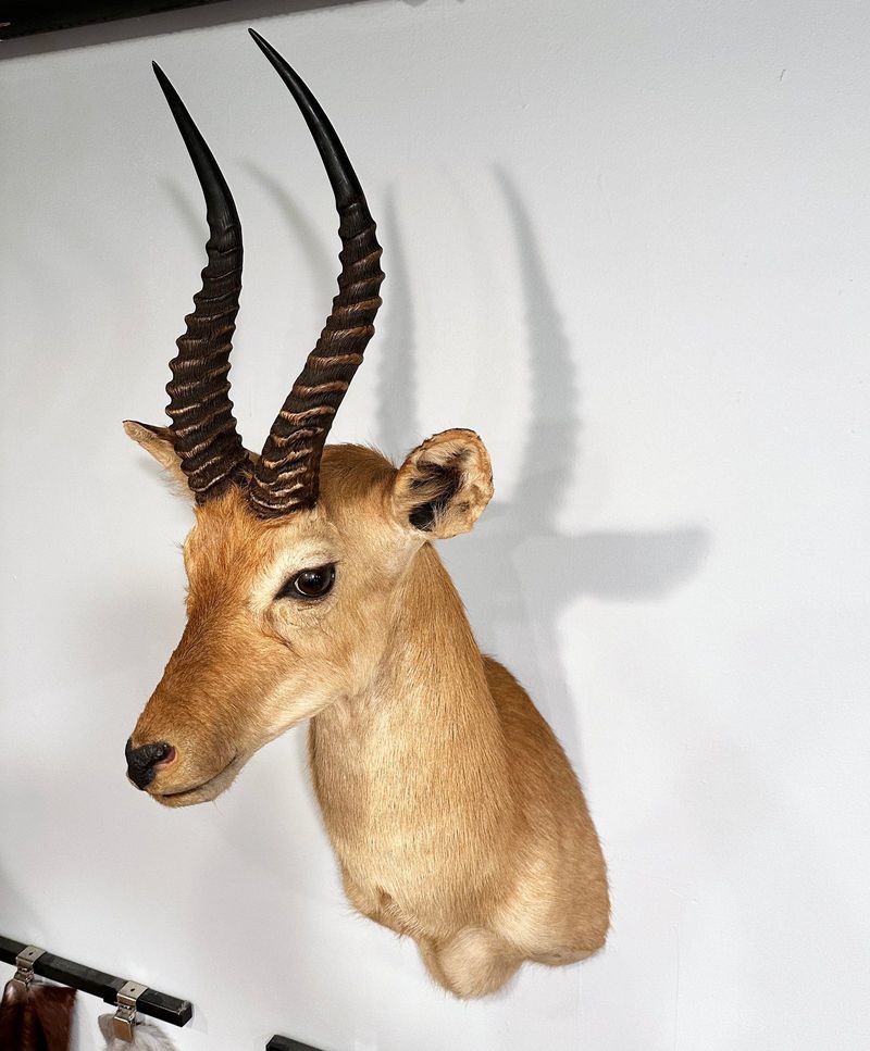 Taxidermy With Questionable Origins