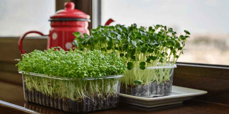 Windowsill Microgreens