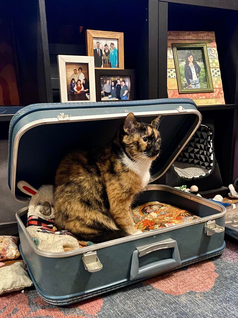 Converted Suitcase Pet Beds