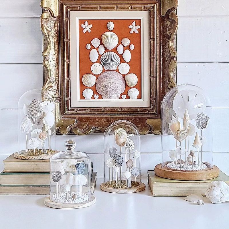 Shell Collections Under Glass