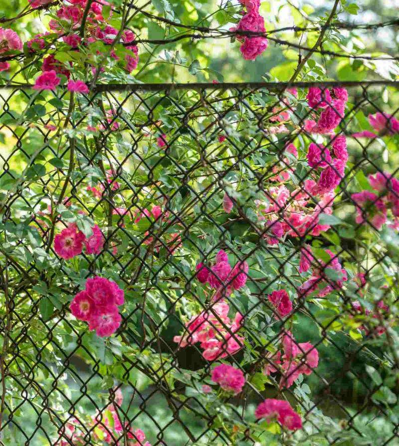 Grow Climbing Vines Along The Fence Line