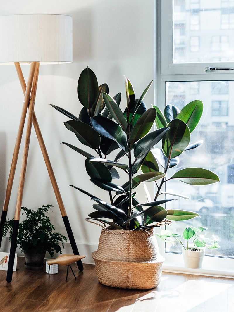 Rubber Plant 