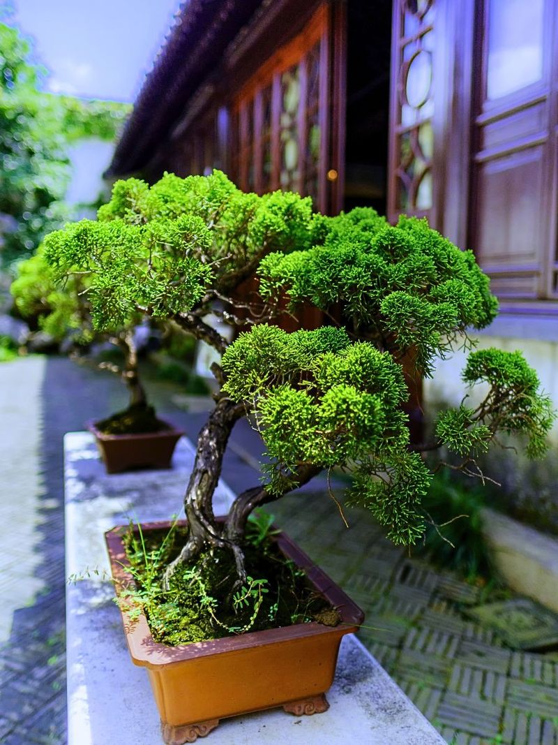 Bonsai Trees
