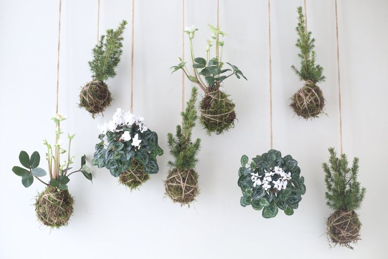 Hanging Kokedama Spheres