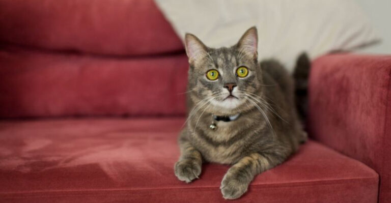 15 Best Cat-Proof Couches, As Approved By Our Team’s Felines