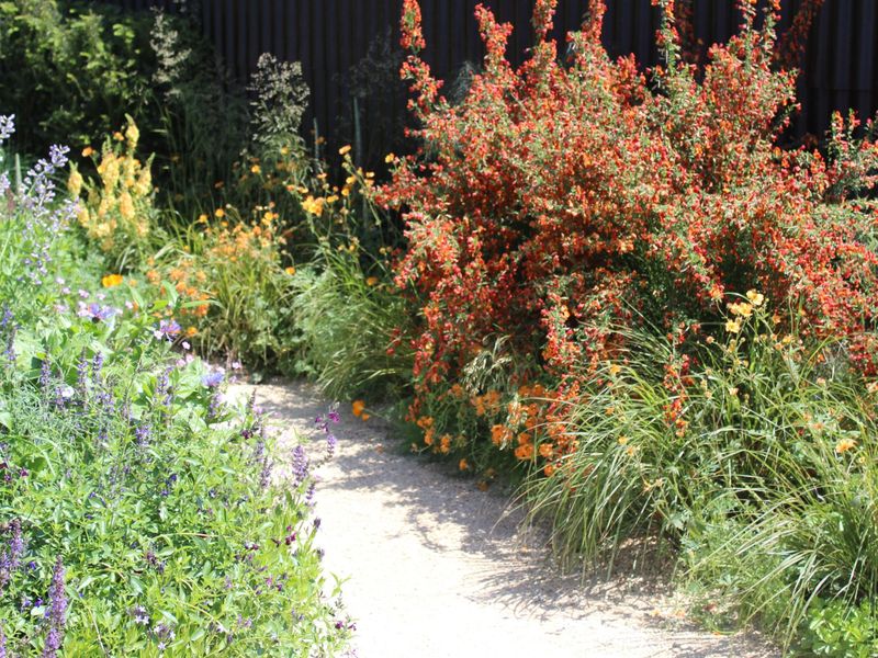 Overgrown Shrubs Blocking The Pathway