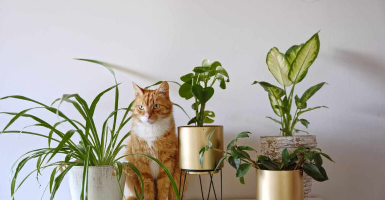 19 Important Tips For Creating A Warm And Cat-Friendly Home