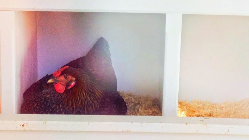 Live Chickens in a Glass Enclosure