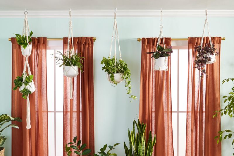 Hang Indoor Plants
