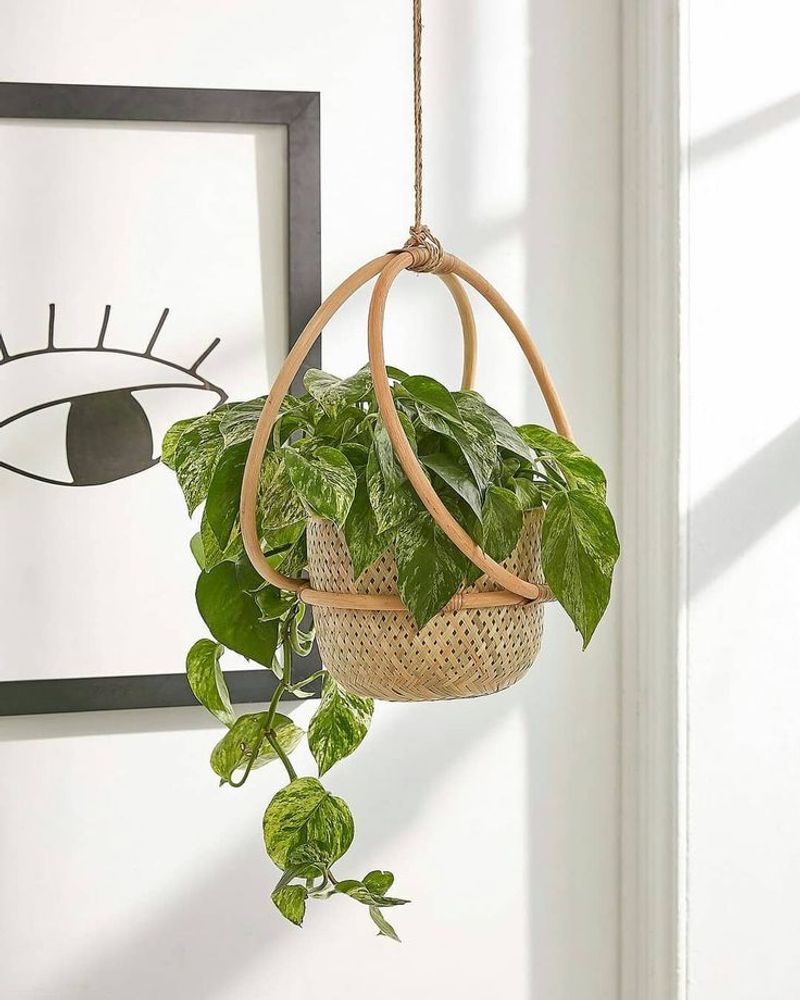 Pothos