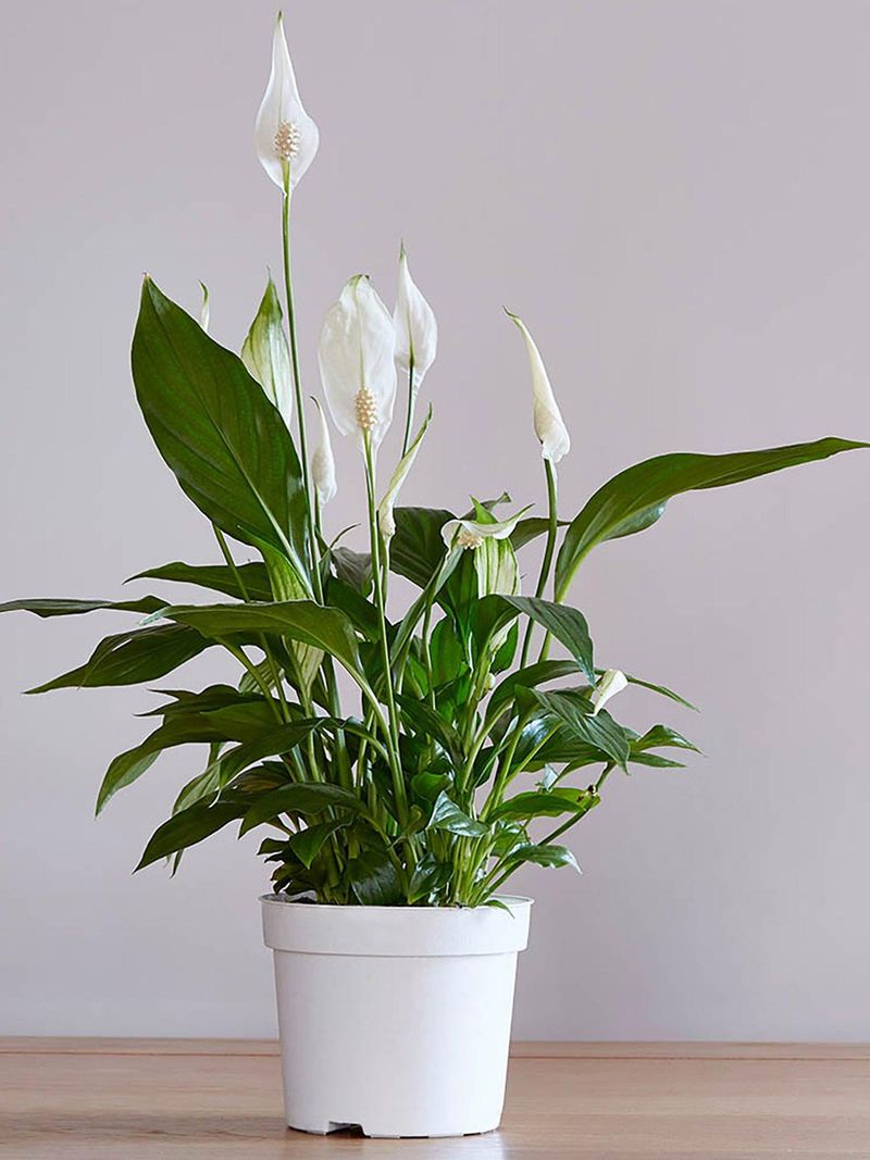 Peace Lily