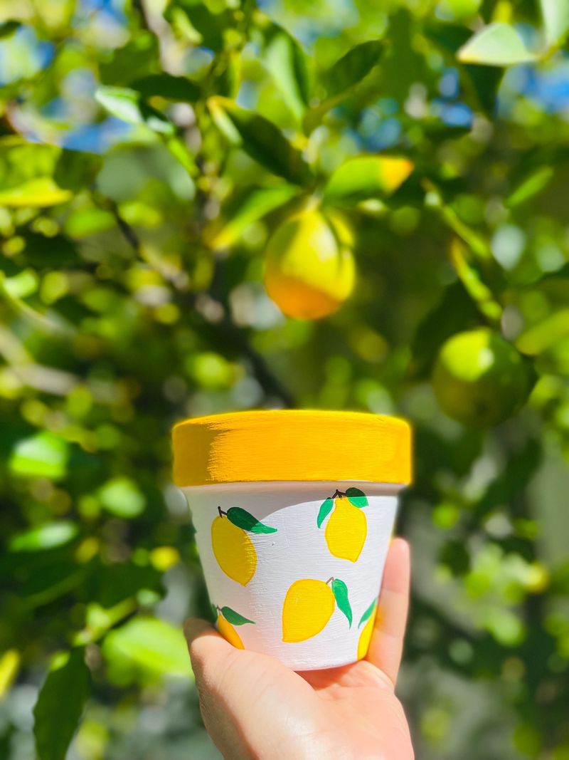 Citrus-Colored Planters Filled with Fresh Herbs