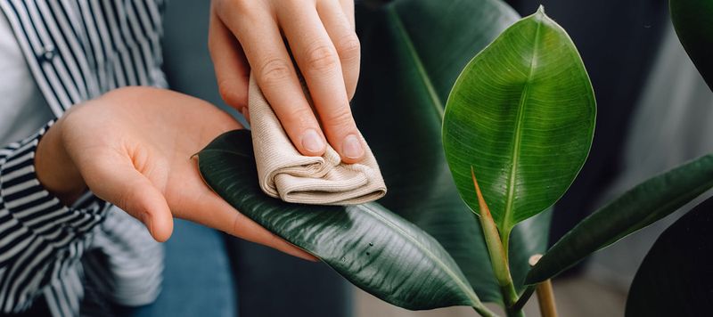 Potted Plant Leaves