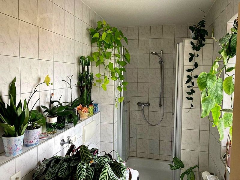 Plant Walls for Humidity