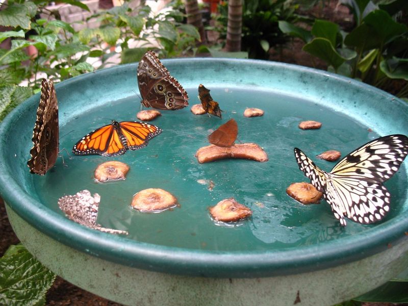 Make a Butterfly Watering Station