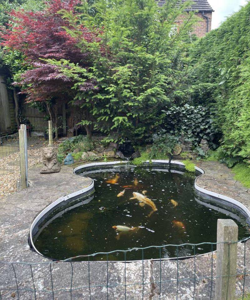 Water Features Or Backyard Ponds