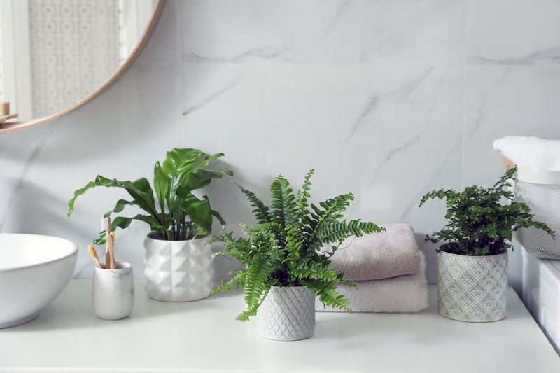 Introduce A Mini Plant