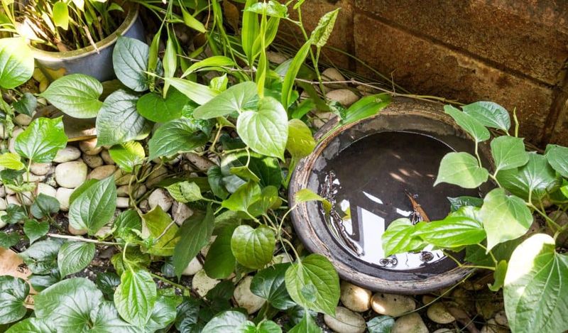 Standing Water Containers