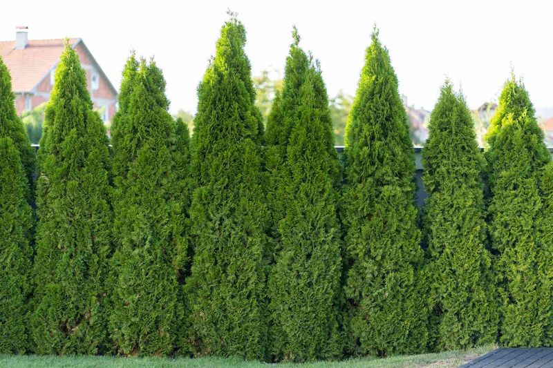 Plant A Fast-Growing Privacy Screen