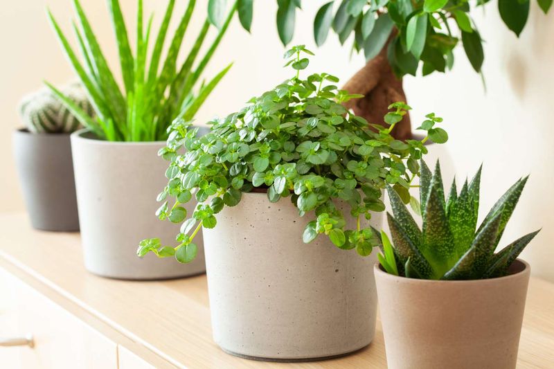 High-Maintenance Houseplants
