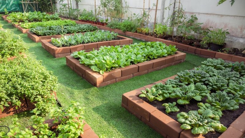 Organic Vegetable Patch