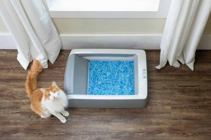 Keep Litter Boxes Accessible