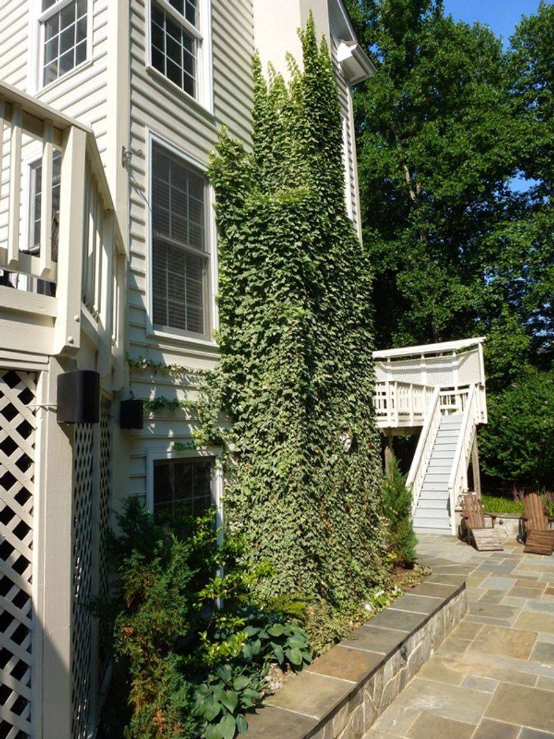 Not Trimming Shrubs Near Siding