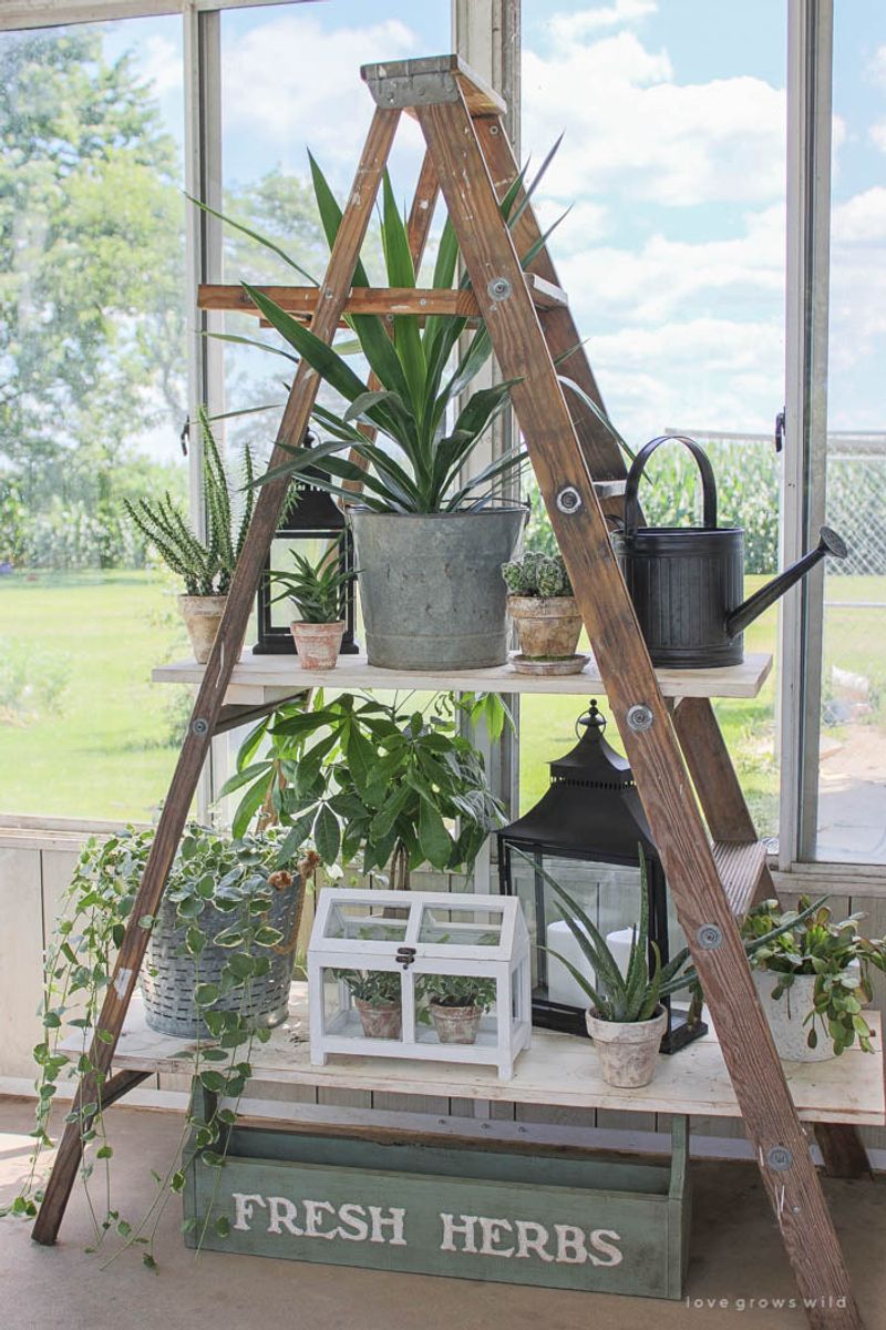 Old Ladders
