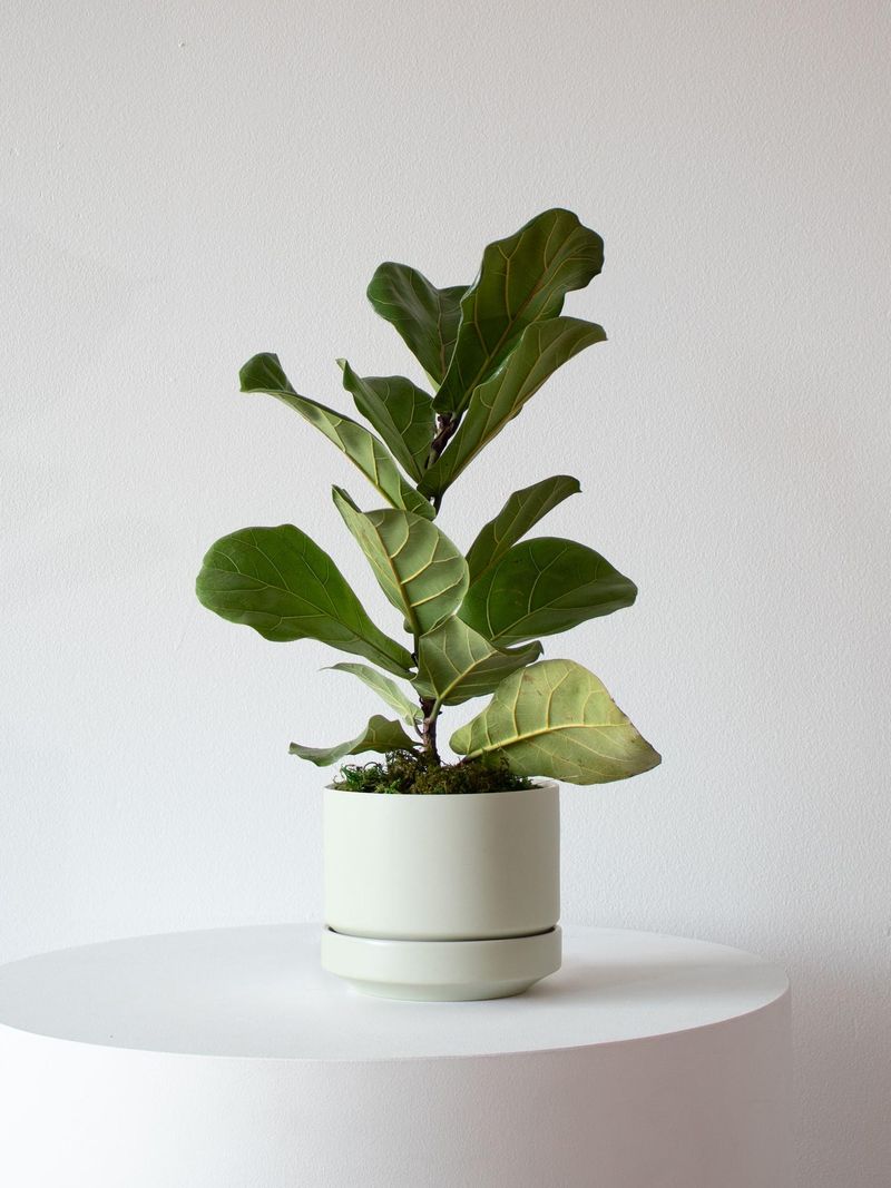 Fiddle Leaf Fig