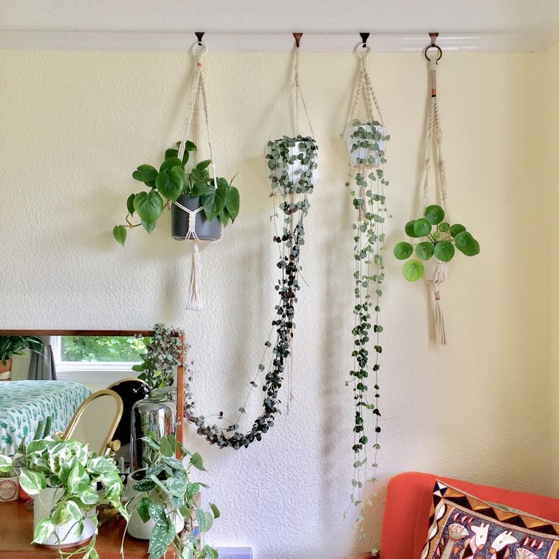 Hanging Plants Along Ceiling Edges