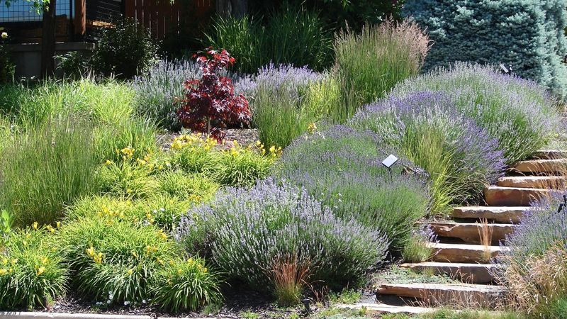 Aromatherapy Herb Garden