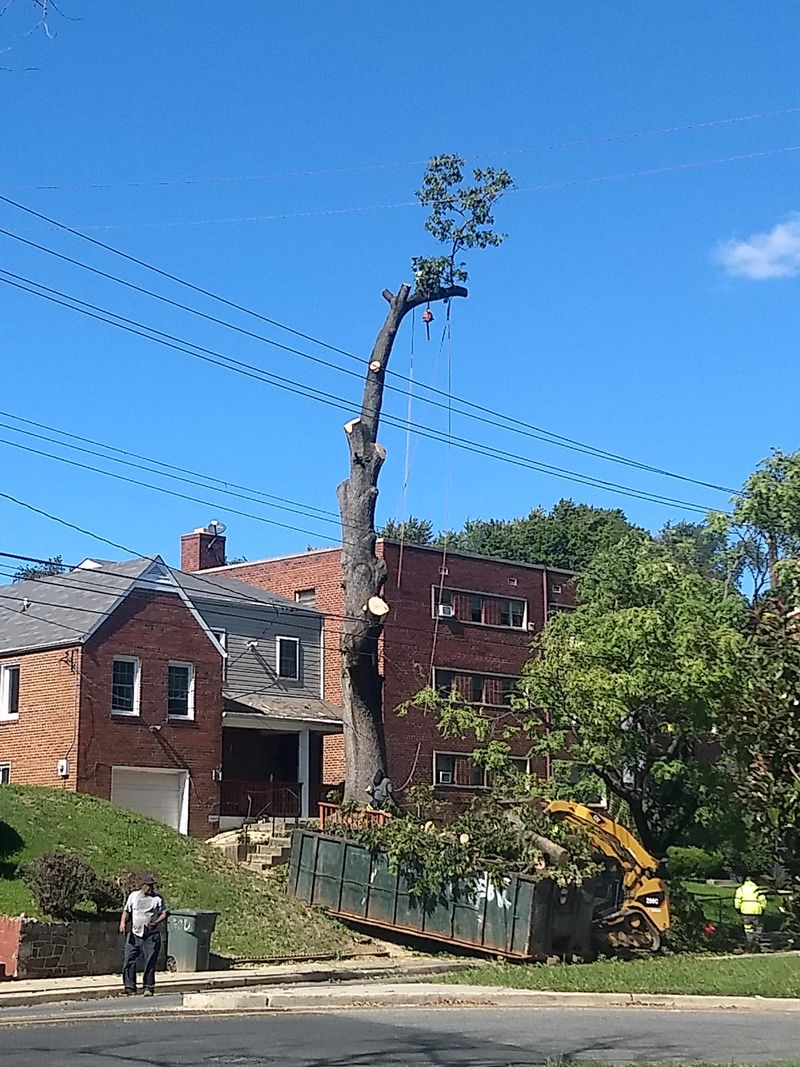 Illegal Tree Removal