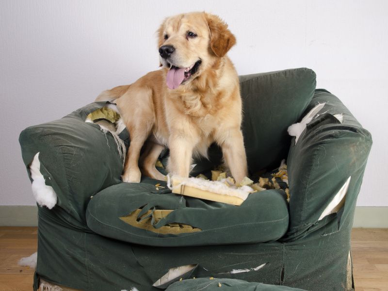 Strong Pet Odors And Damage