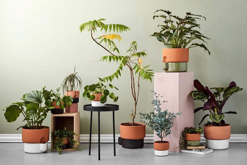 Decorate with Potted Greenery