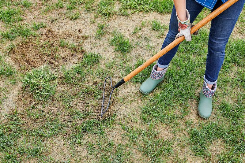 Lawn Patch Repair