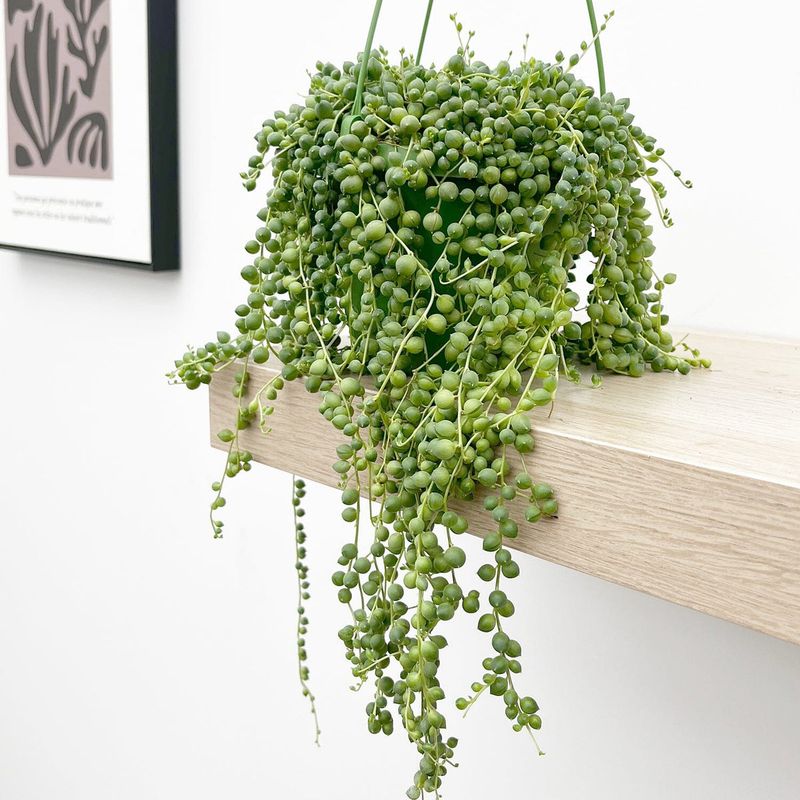String of Pearls