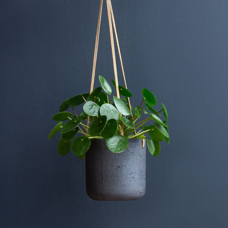 Chinese Money Plant