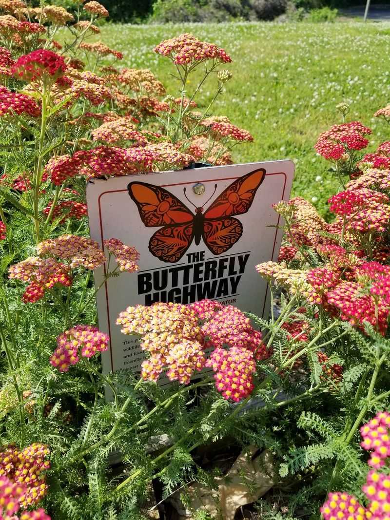 Butterfly Pit Stop