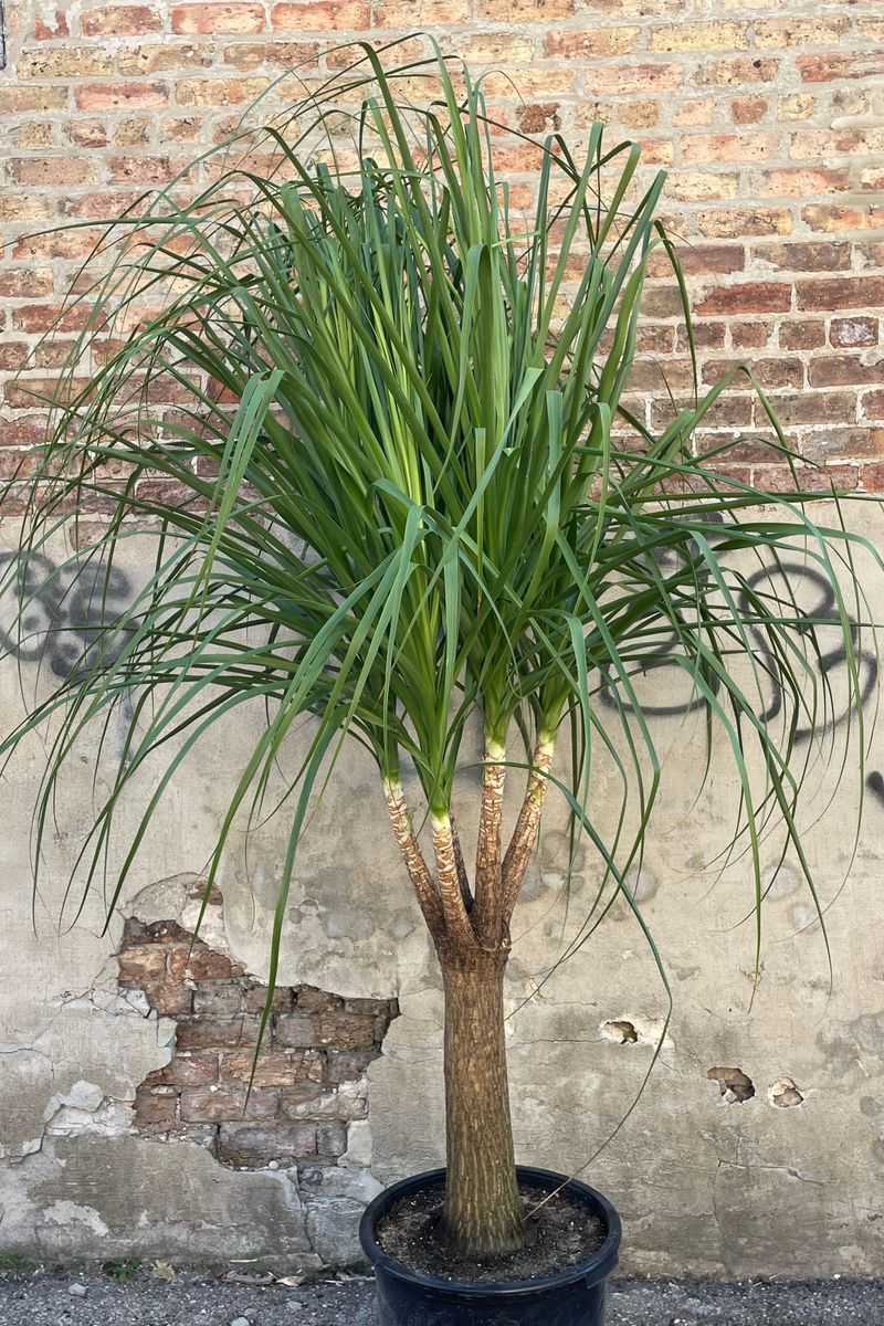 Ponytail Palm
