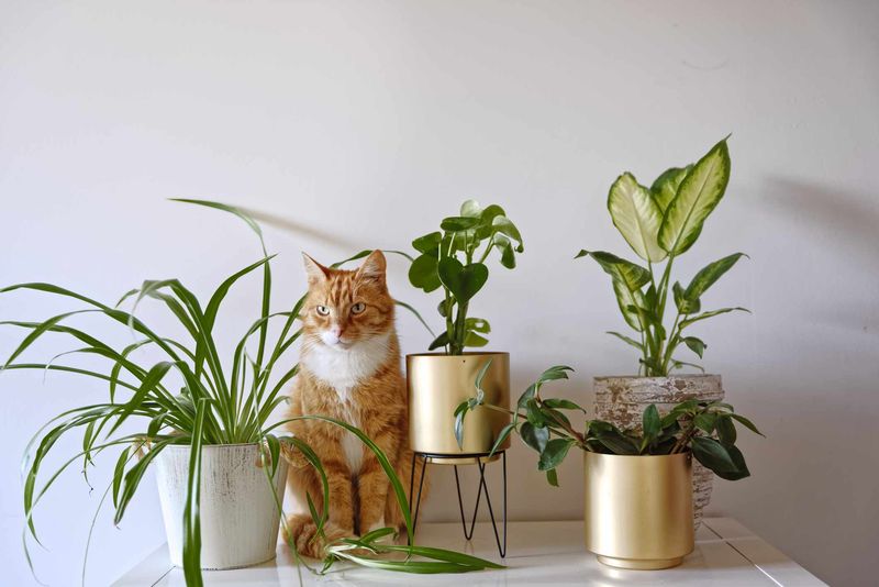Eliminate Toxic Houseplants