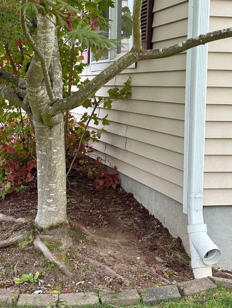 Planting Trees Too Close to Foundation